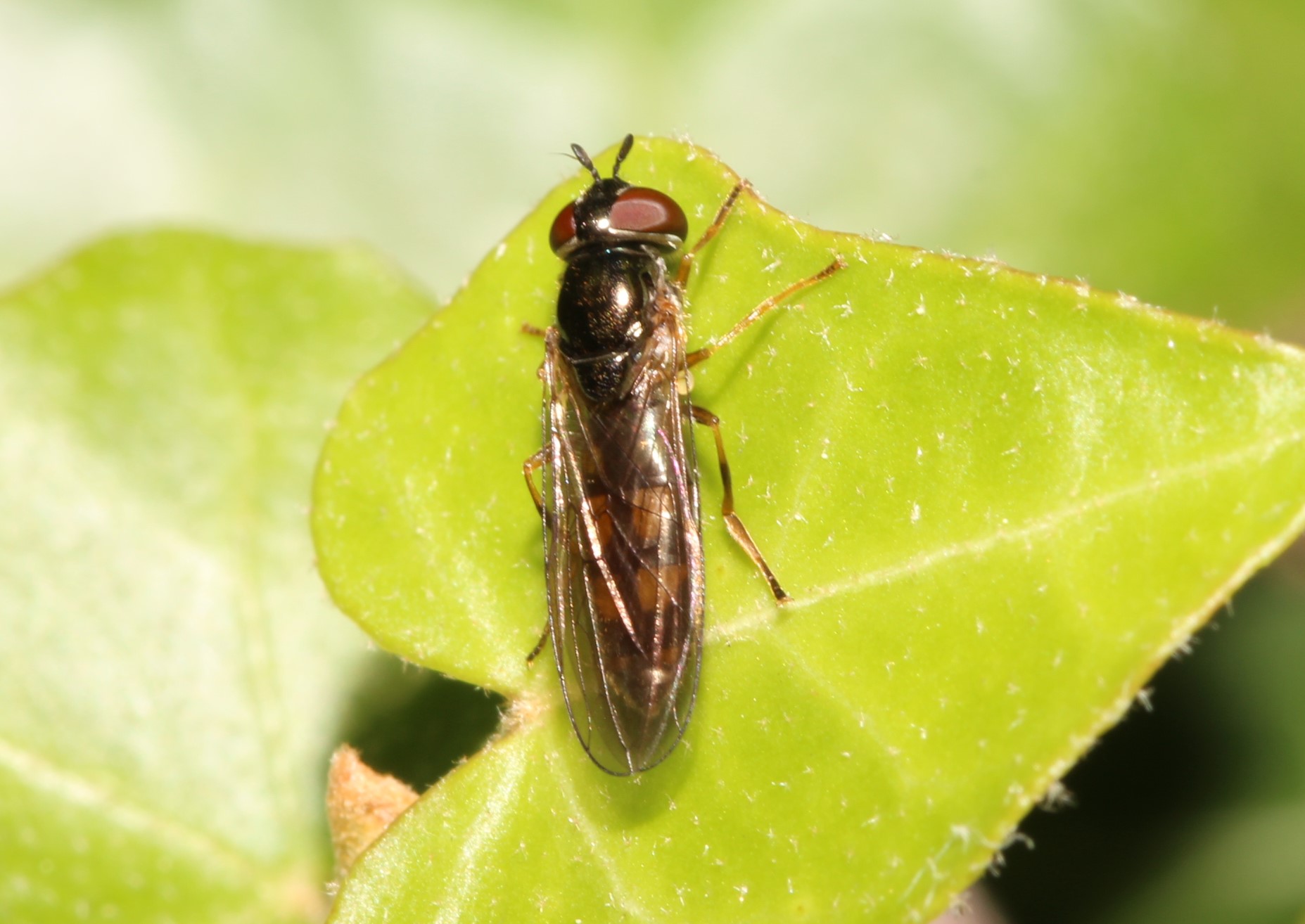 Melanostoma scalare, Matte Schwarzkopfschwebfliege